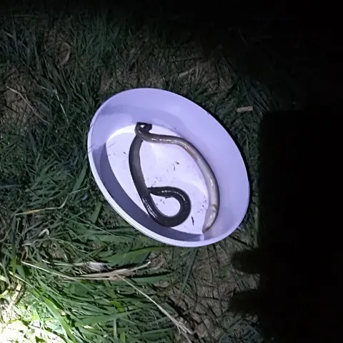 Aal