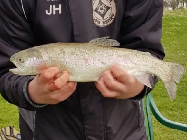 Regenbogenforelle