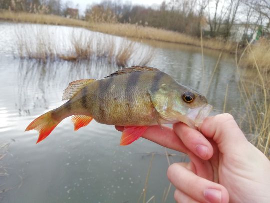 Flussbarsch
