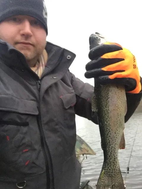 Regenbogenforelle