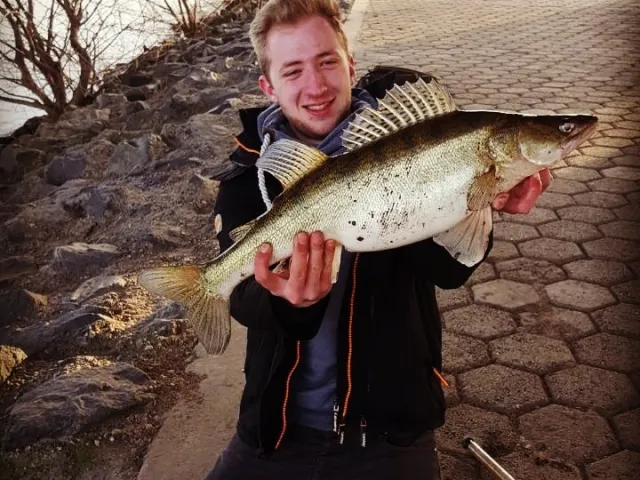 Zander