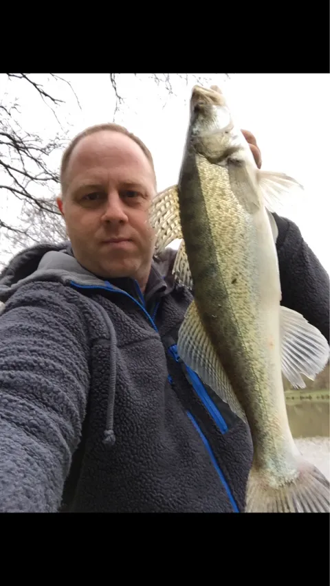 Zander