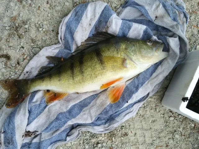 Flussbarsch