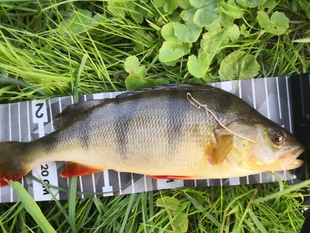 Flussbarsch