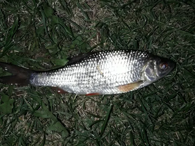 Rotauge