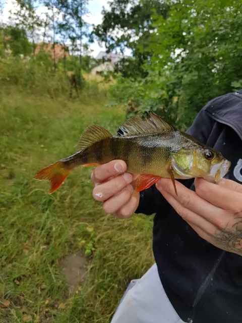 Flussbarsch