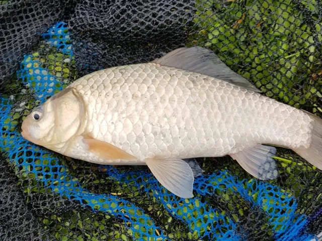 Giebel