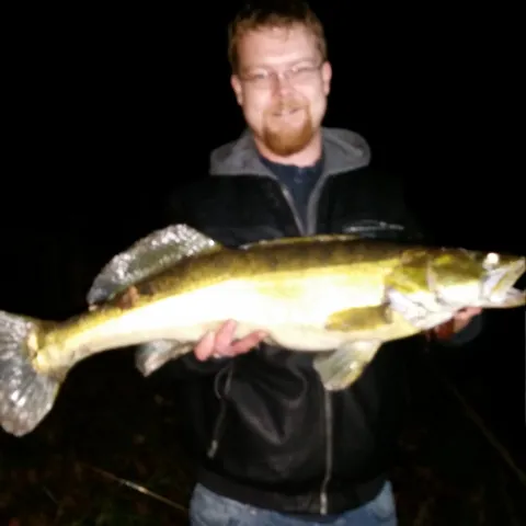 Zander