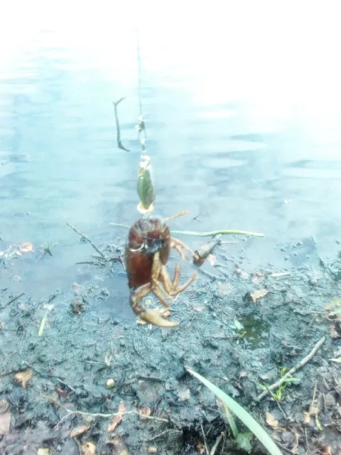 Kamberkrebs