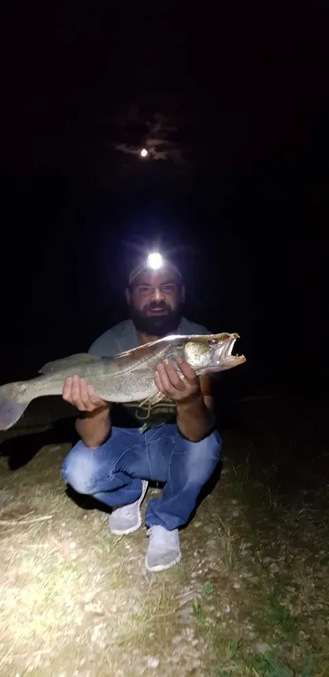 Zander