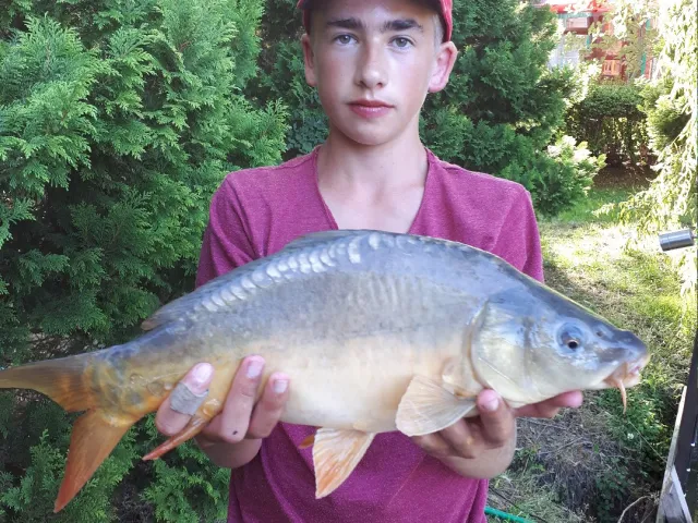Karpfen