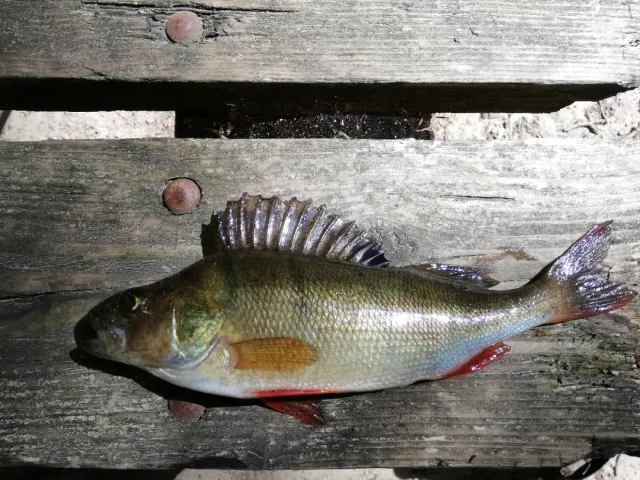 Flussbarsch