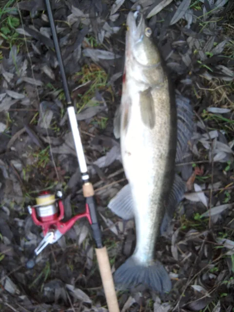 Zander
