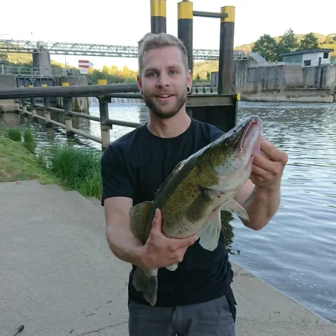 Zander