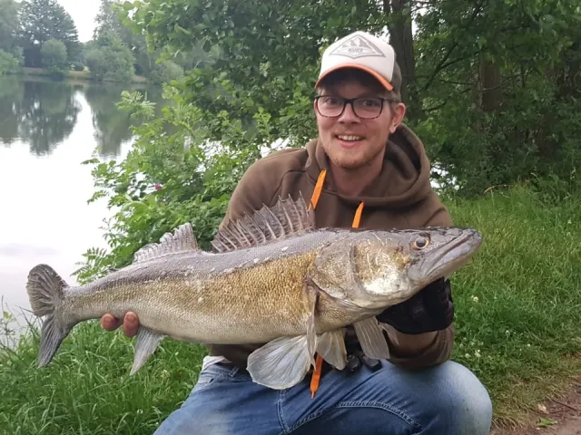 Zander
