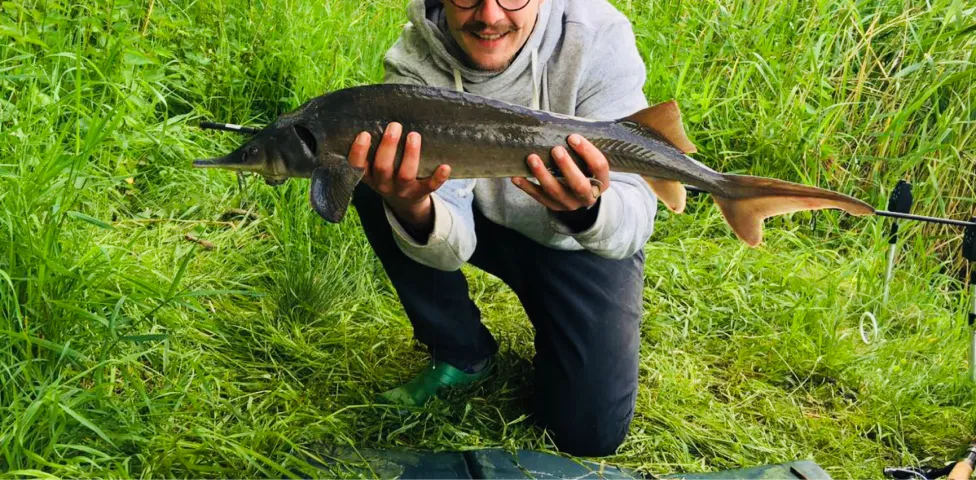 Stör