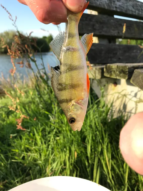 Flussbarsch