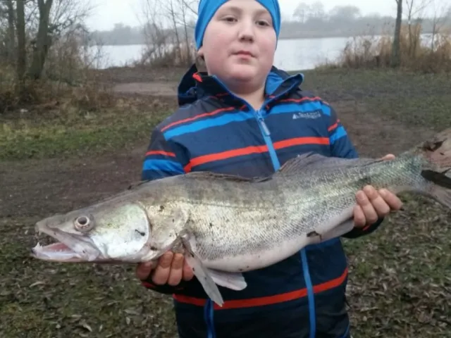 Zander