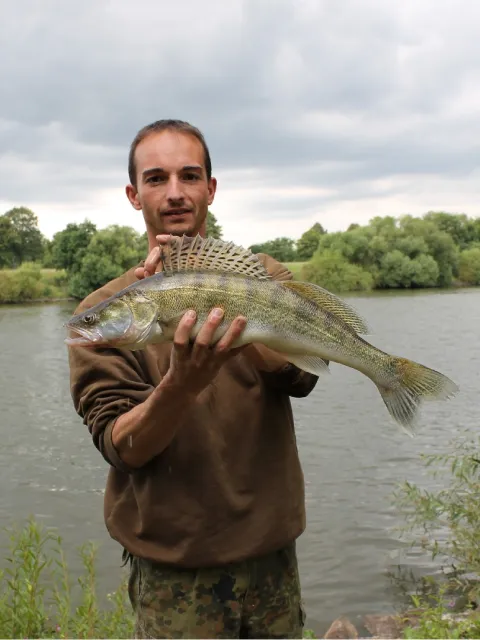 Zander
