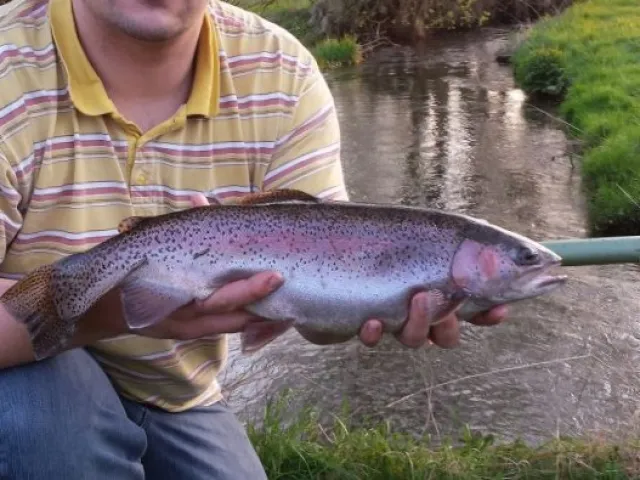Regenbogenforelle