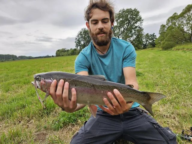 Regenbogenforelle