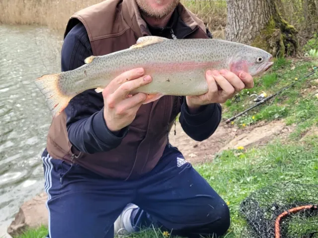 Regenbogenforelle