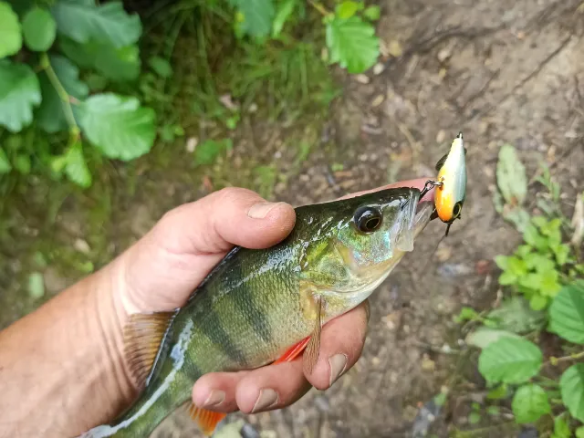 Flussbarsch