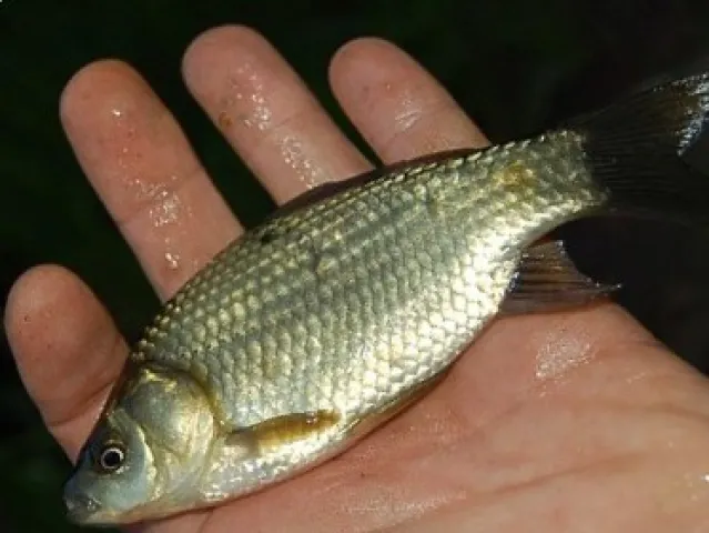 Karausche