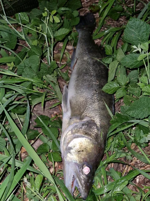 Zander