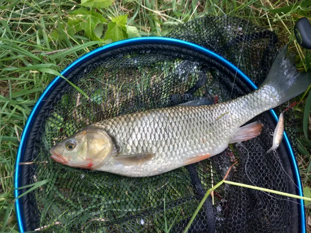 Döbel