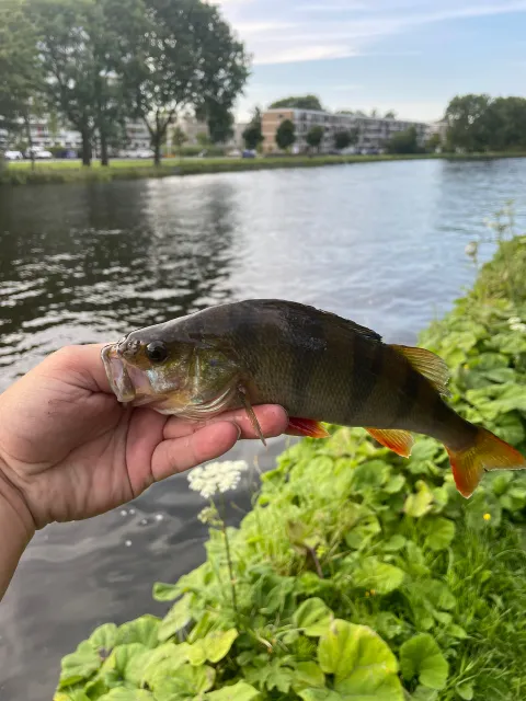 Flussbarsch