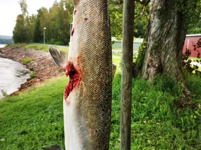 Lachs