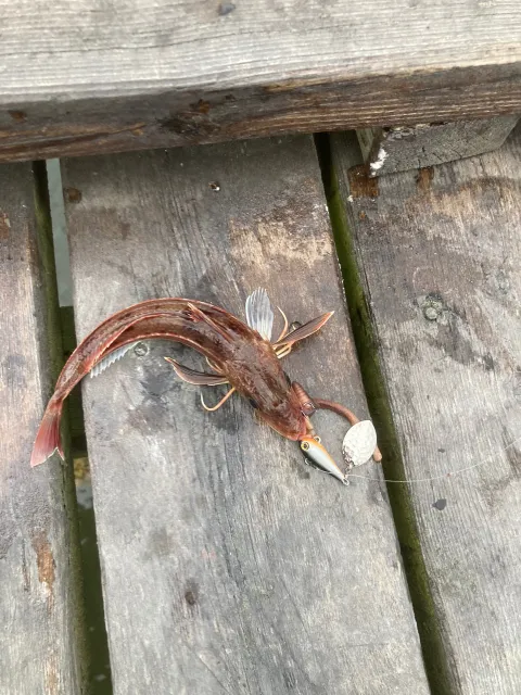 Knurrhahn (Roter)
