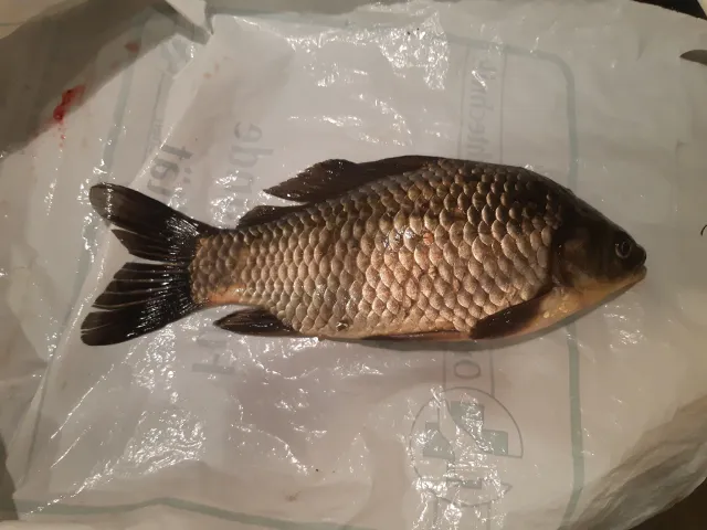 Giebel
