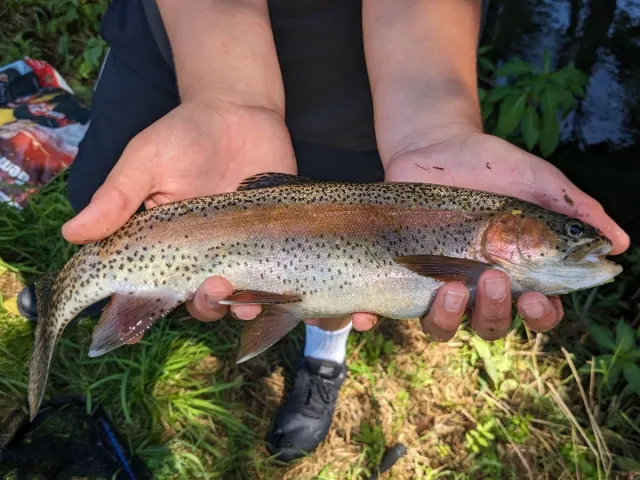 Regenbogenforelle
