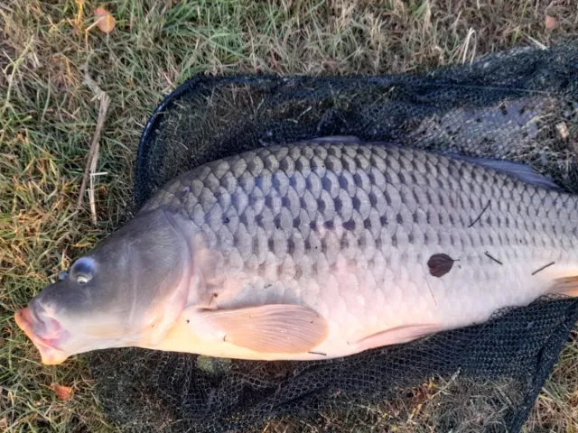 Graskarpfen