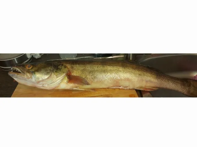 Zander