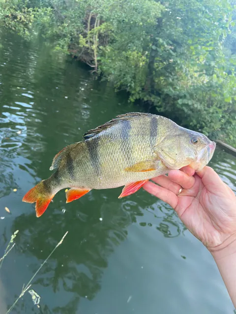 Flussbarsch