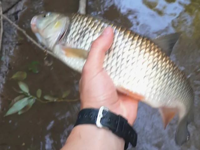 Döbel