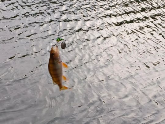 Flussbarsch