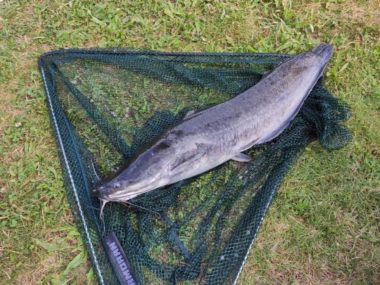 Afrikanischer Raubwels