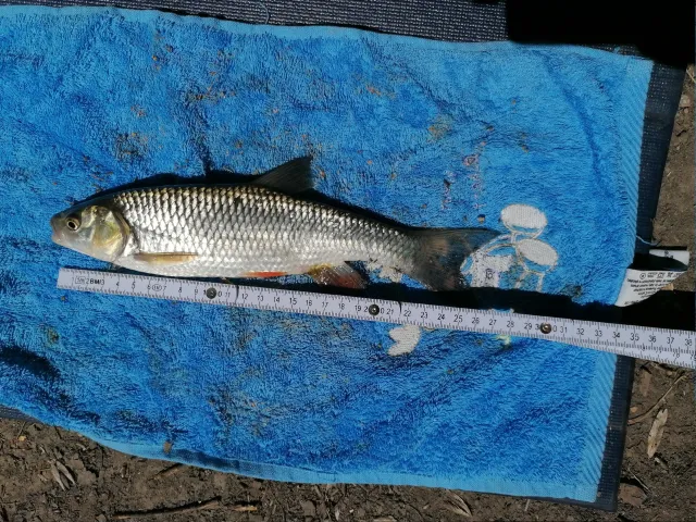 Döbel