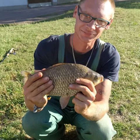Karausche