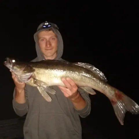 Zander