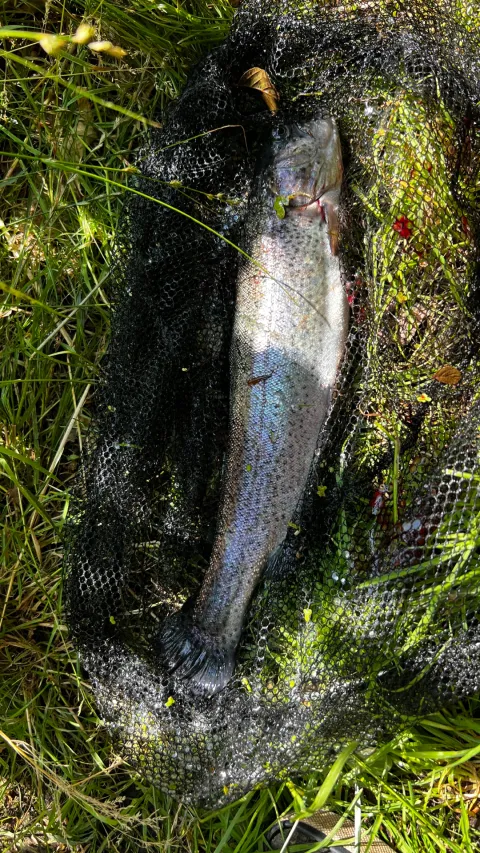 Regenbogenforelle