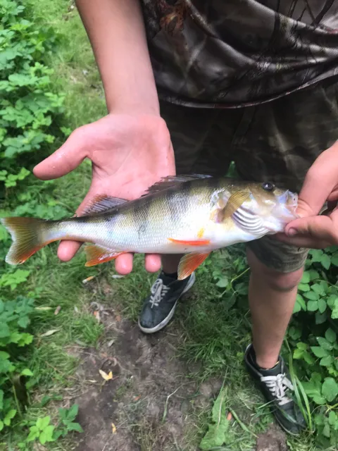 Flussbarsch