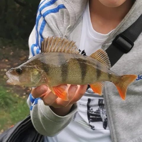 Flussbarsch