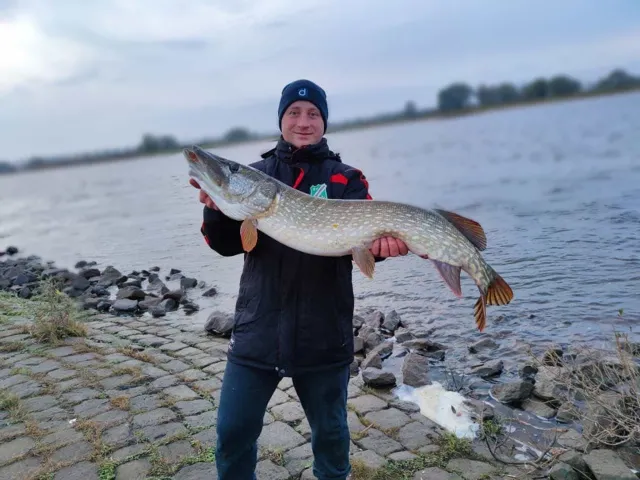 Hecht