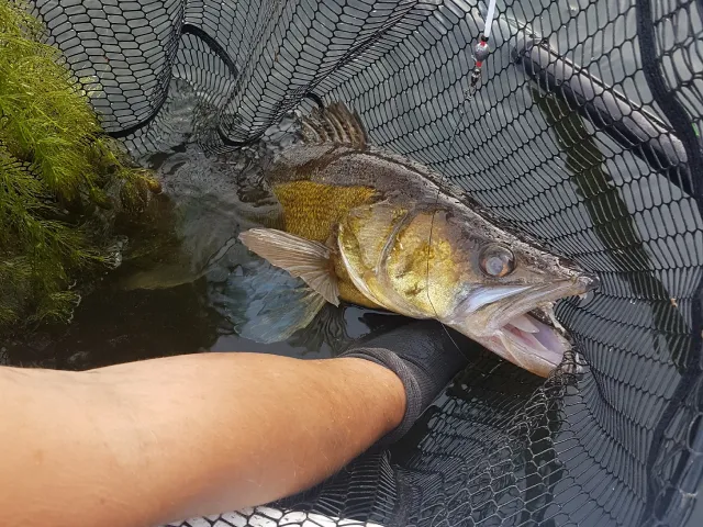 Zander