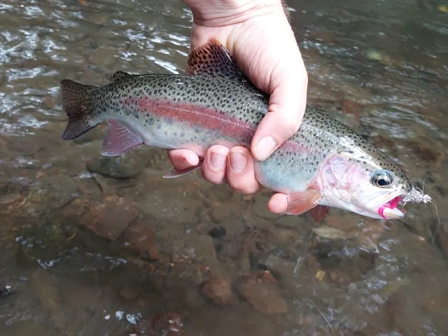 Regenbogenforelle